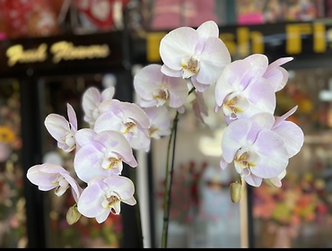 Light Pink Orchid Plant