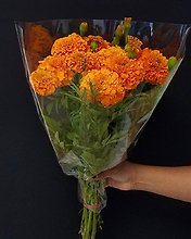 Dia De Muertos