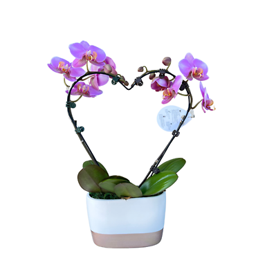 Heart Shape Orchid Plant