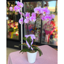 Light Purple Orchid Plant