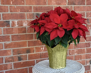 Poinsettia 6.5in