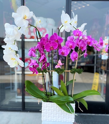 Orchid Garden Plant
