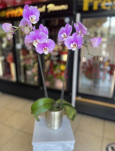 Light Purple Orchid Plant