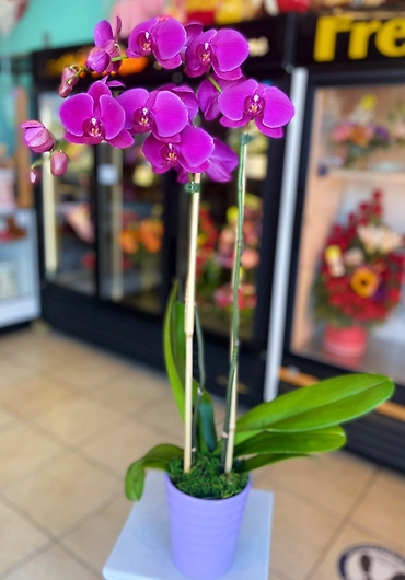 Purple Orchid Plant