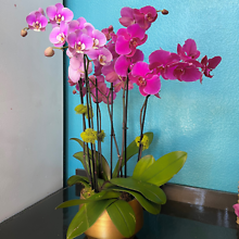 Orchid Garden