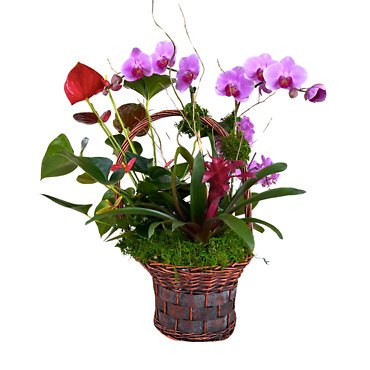 big plant basket