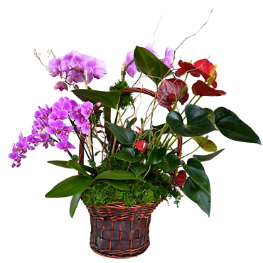 big plant basket